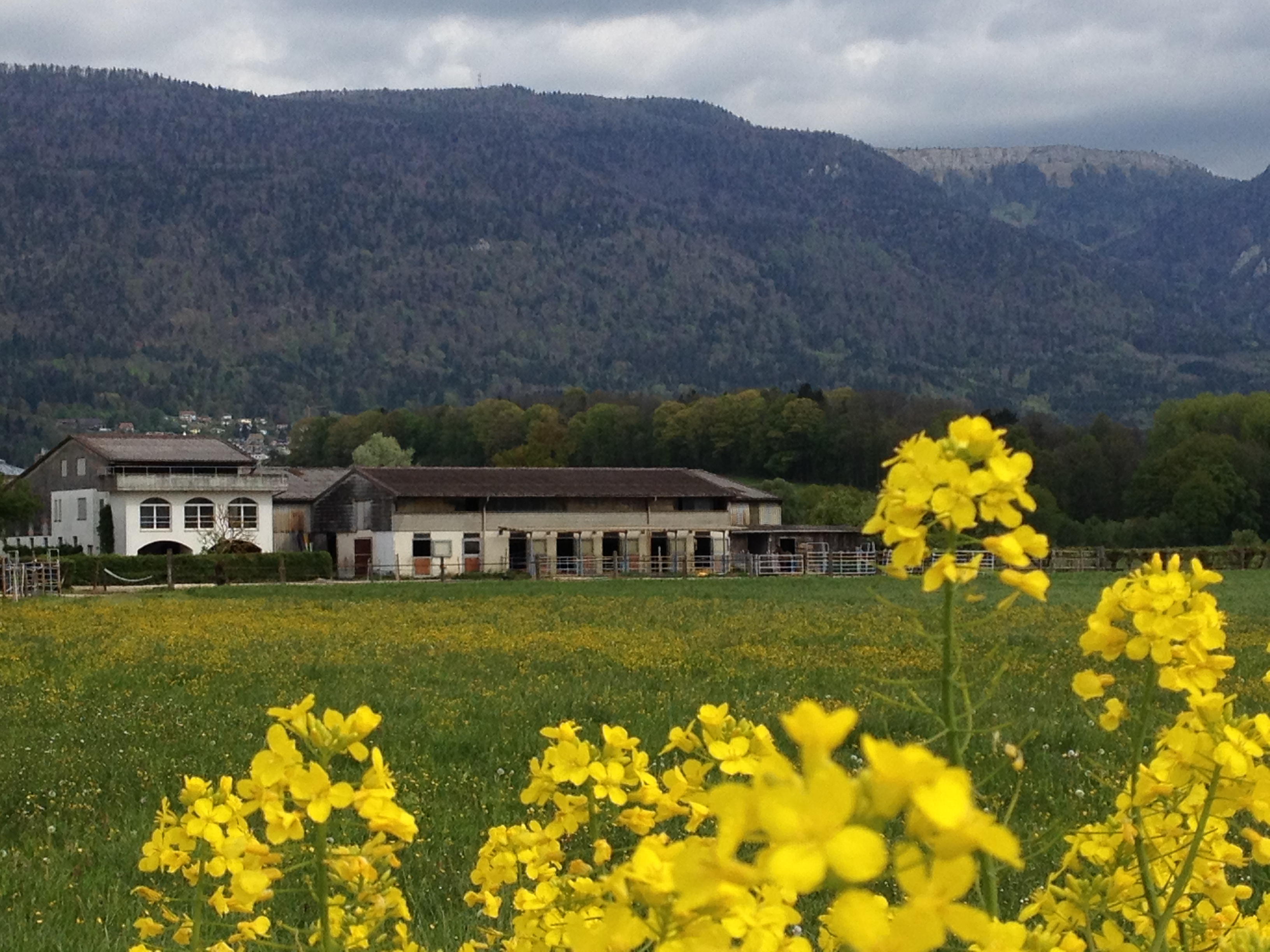 Reitschule Diana